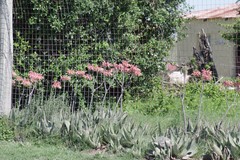 Aloe maculata