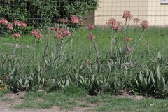 Aloe maculata