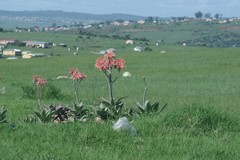Aloe maculata