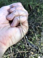 Austrosipyloidea carterus