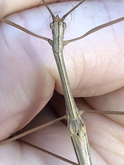 Austrosipyloidea carterus