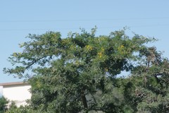 Vachellia karroo