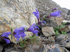 Dracocephalum peregrinum