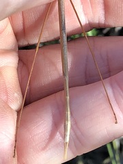 Austrosipyloidea carterus