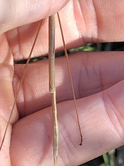 Austrosipyloidea carterus