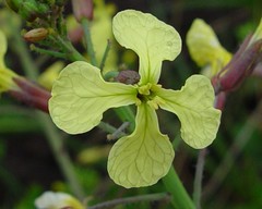 Raphanus raphanistrum raphanistrum