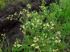 Raphanus raphanistrum raphanistrum