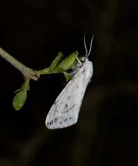 Spilosoma dubia