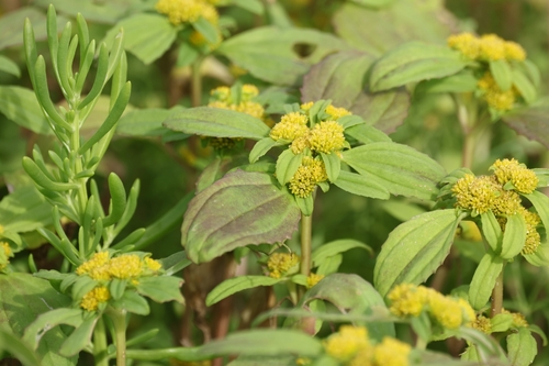clustered yellowtops (Flaveria trinervia)