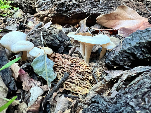 iNaturalist observation photo of Tricholomatineae
