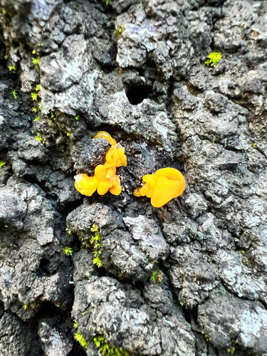 iNaturalist observation photo of golden ear