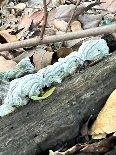 iNaturalist observation photo of Stereum