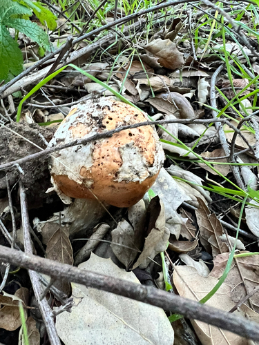 iNaturalist observation photo of springtime amanita