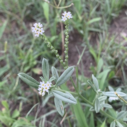 Heliotropiaceae image