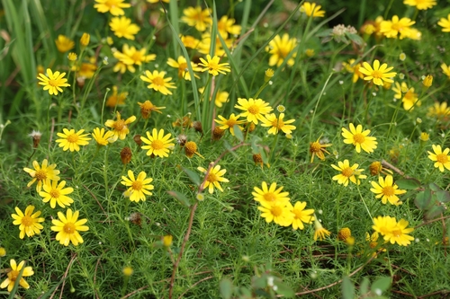 Bristleleaf Pricklyleaf (Thymophylla tenuiloba)