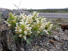 Panzerina canescens