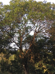 Elaeocarpus sylvestris