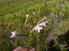 Erica jasminiflora