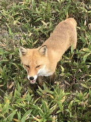Vulpes vulpes splendidissima