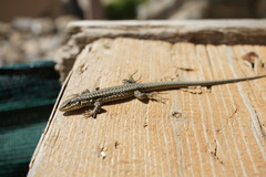 Podarcis erhardii riveti