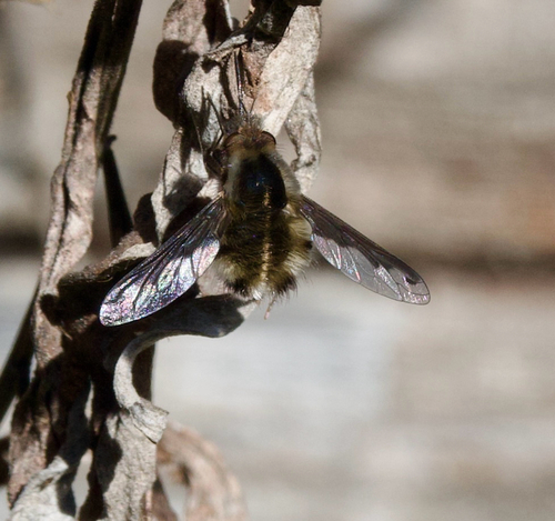 Unknown species found near Pinnacles Campground Rd A, Paicines, CA, US