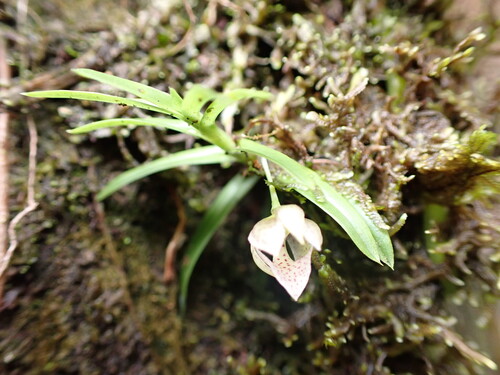Panamanian Dichae (Dichaea panamensis)