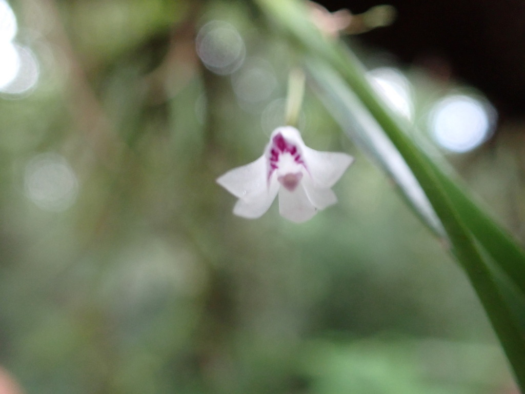 Scaphyglottis longicaulis