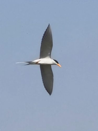 River Tern