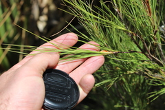 Dracophyllum acerosum