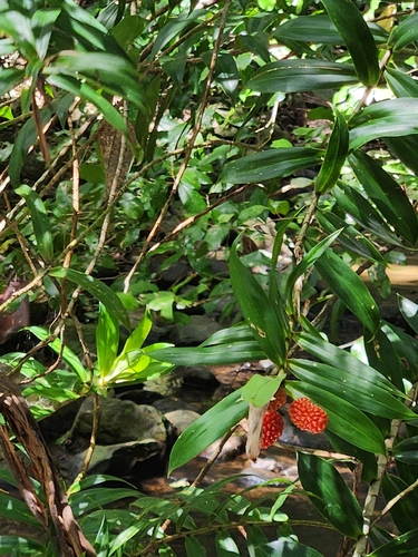 Climbing Pandan (Freycinetia scandens)