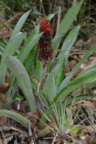 Ronnbergia veitchii, photograph 3