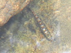 Liniparhomaloptera disparis