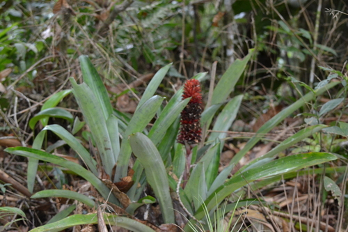 Ronnbergia veitchii, photograph 5