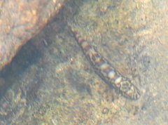 Liniparhomaloptera disparis