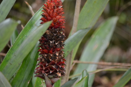 Ronnbergia veitchii, photograph 4