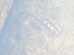 Liniparhomaloptera disparis