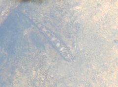 Liniparhomaloptera disparis