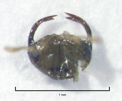 Odontofroggatia galili