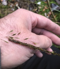 Carex delacosta