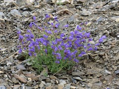 Dracocephalum peregrinum