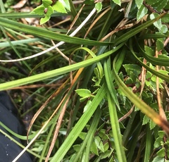 Carex delacosta