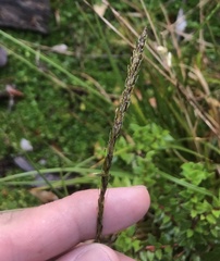 Carex delacosta