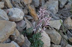 Corydalis schanginii