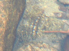 Liniparhomaloptera disparis