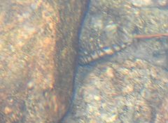 Liniparhomaloptera disparis