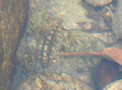 Liniparhomaloptera disparis