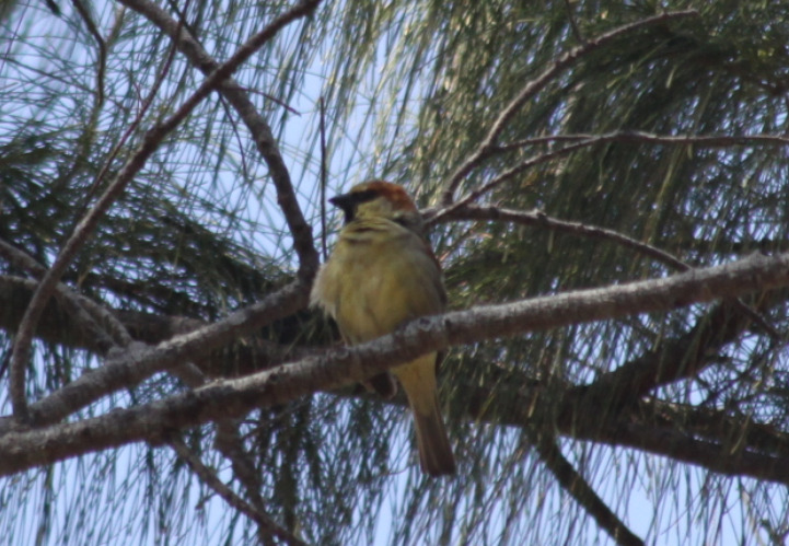 Plain-backed Sparrow (Passer flaveolus), photo 1