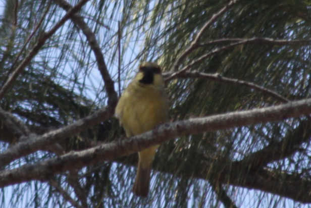 Plain-backed Sparrow (Passer flaveolus), photo 2