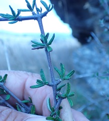 Olearia bullata
