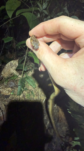 Ornate Cat-eyed Snake